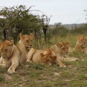 Meet your Posher, Patricia